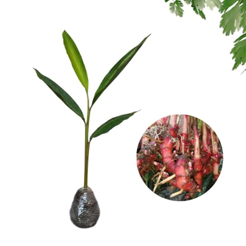 Detail Bentuk Daun Jahe Nomer 36