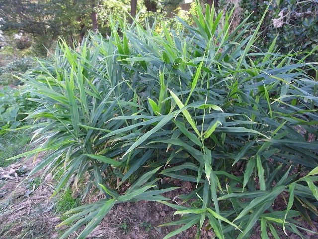 Detail Bentuk Daun Jahe Nomer 5