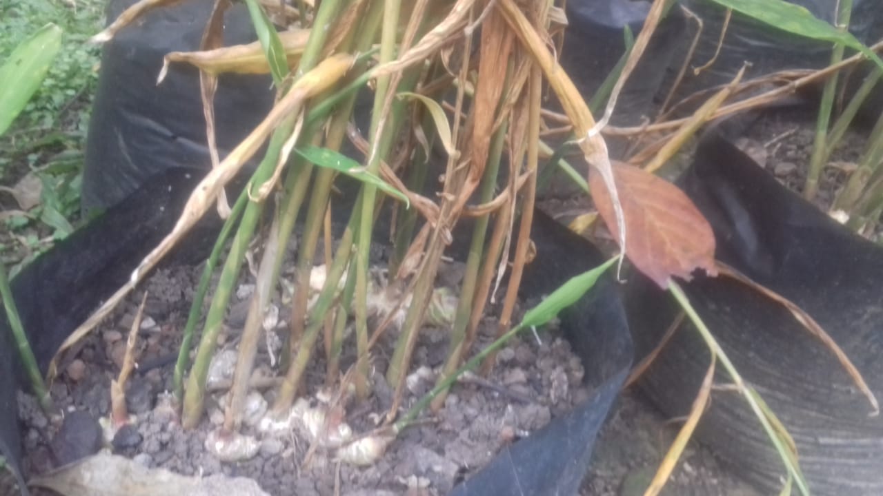 Detail Bentuk Daun Jahe Nomer 38