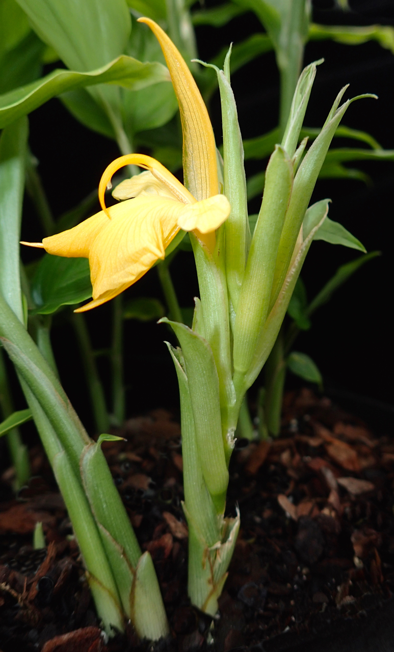 Detail Bentuk Daun Jahe Nomer 39