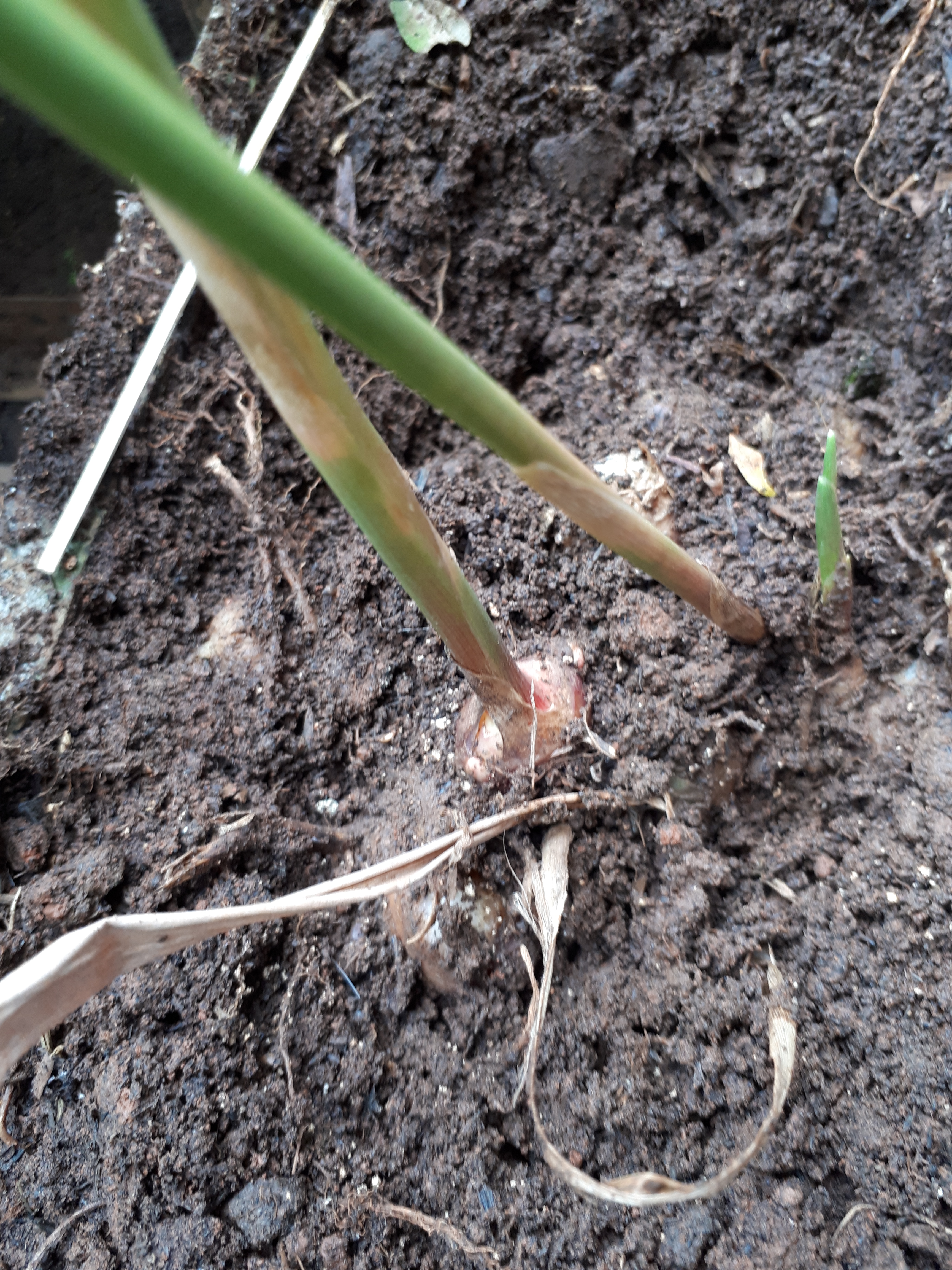 Detail Bentuk Daun Jahe Nomer 41