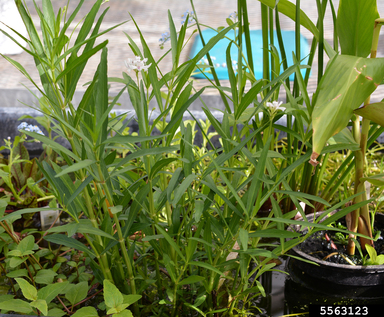 Detail Bentuk Daun Jahe Nomer 42