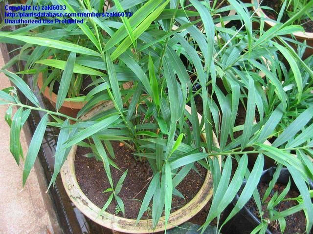 Detail Bentuk Daun Jahe Nomer 43