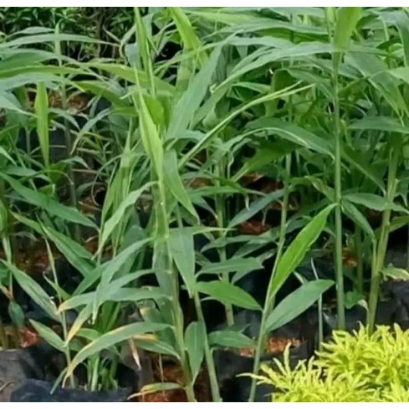 Detail Bentuk Daun Jahe Nomer 6