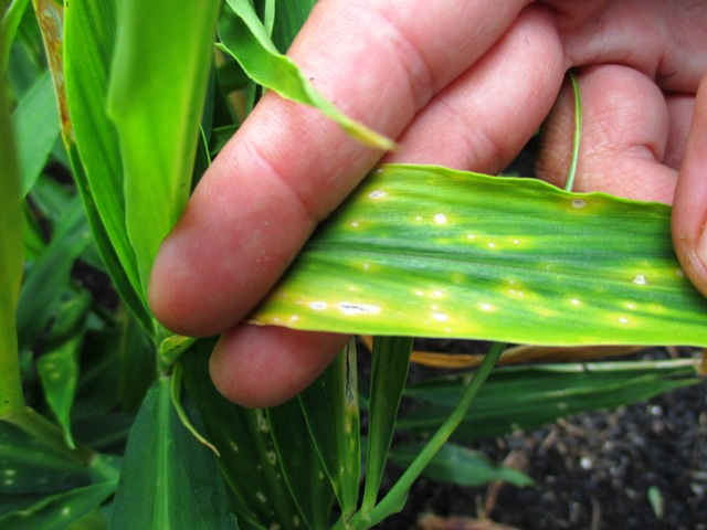 Detail Bentuk Daun Jahe Nomer 7