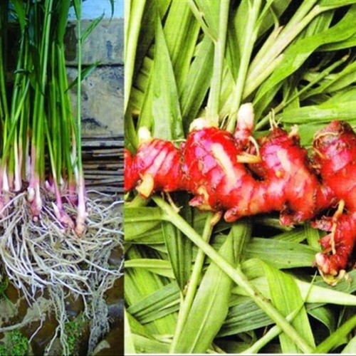 Detail Bentuk Daun Jahe Nomer 8