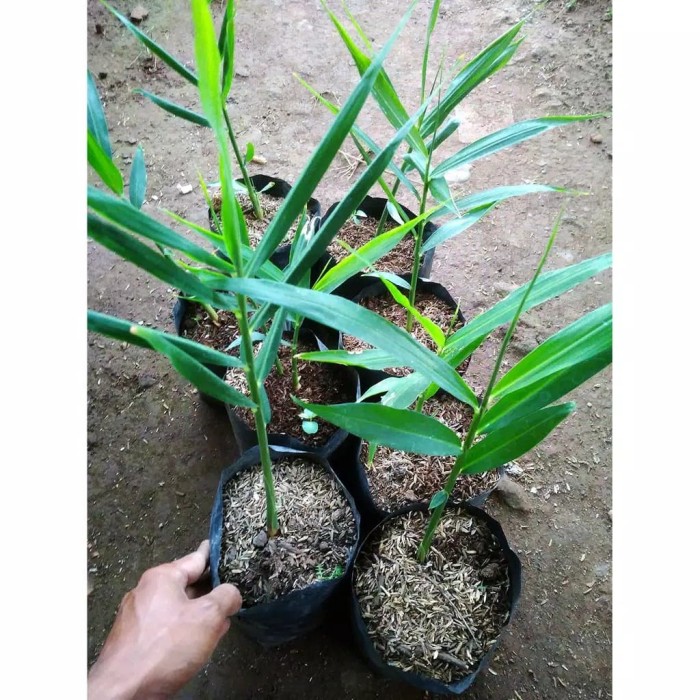 Detail Bentuk Daun Jahe Nomer 9