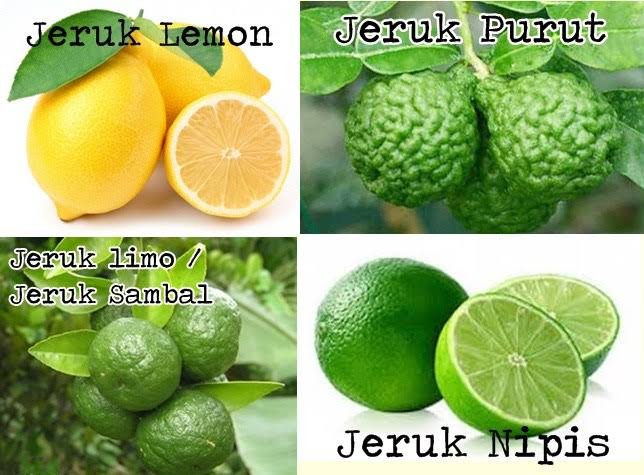 Detail Bentuk Daun Jeruk Limau Nomer 9