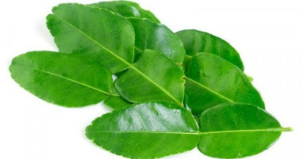 Detail Bentuk Daun Jeruk Nipis Nomer 11