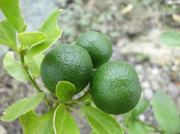 Detail Bentuk Daun Jeruk Nipis Nomer 14