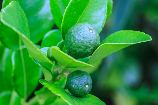 Detail Bentuk Daun Jeruk Nipis Nomer 17