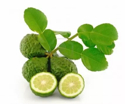 Detail Bentuk Daun Jeruk Nipis Nomer 19