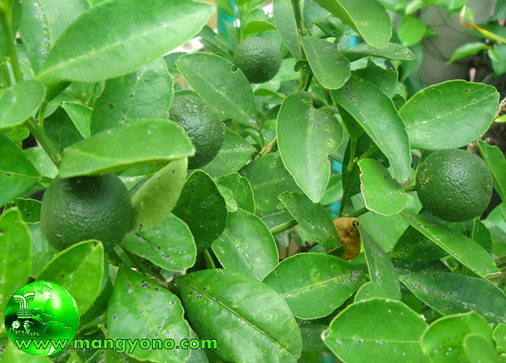 Detail Bentuk Daun Jeruk Nipis Nomer 3
