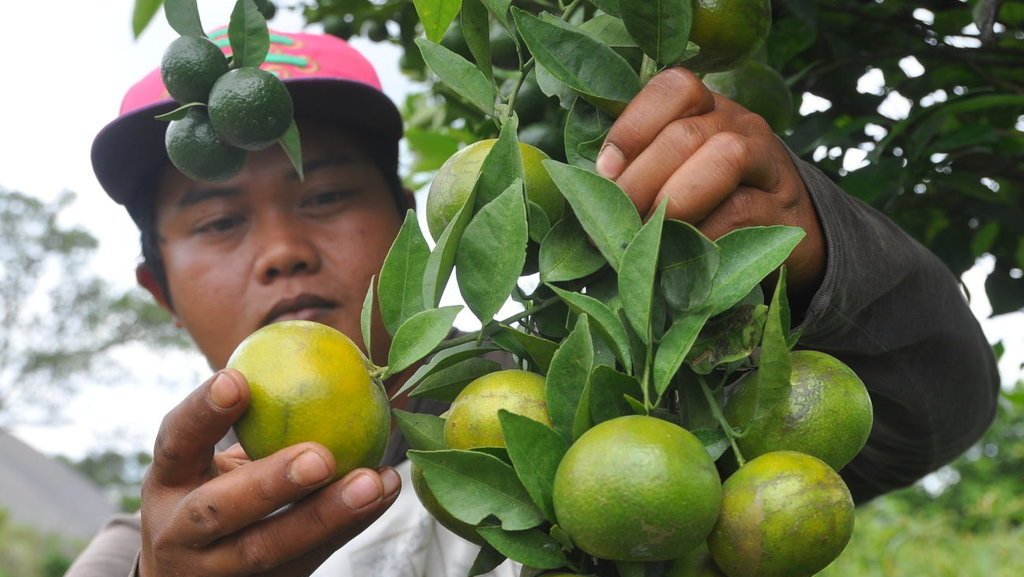 Detail Bentuk Daun Jeruk Nipis Nomer 20
