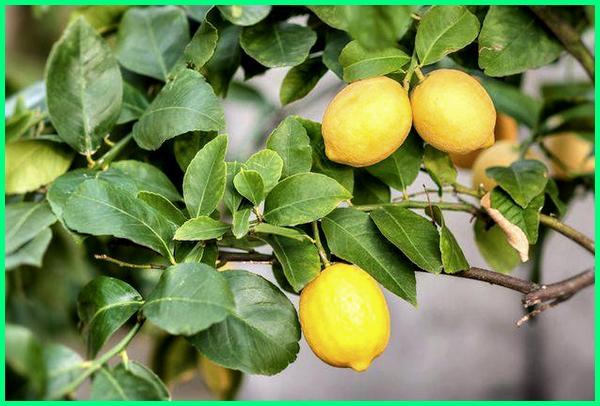 Detail Bentuk Daun Jeruk Nipis Nomer 23