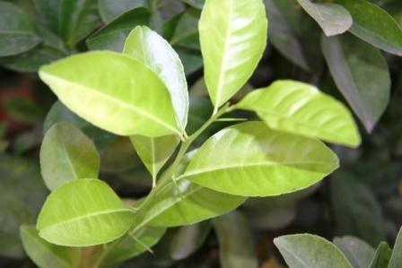 Detail Bentuk Daun Jeruk Nipis Nomer 26