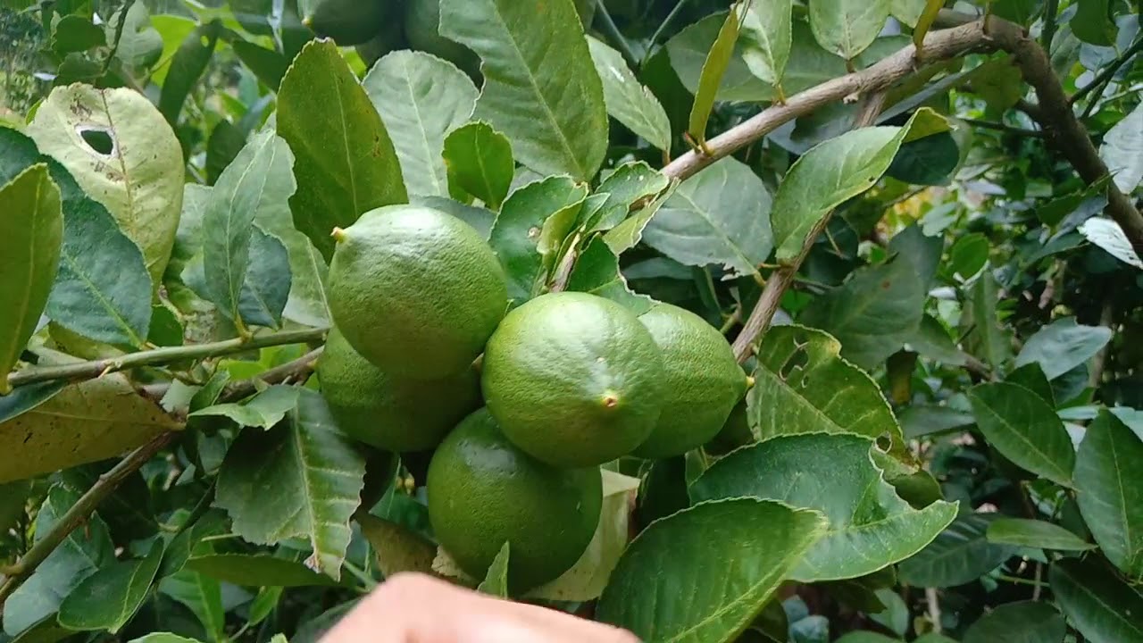 Detail Bentuk Daun Jeruk Nipis Nomer 27