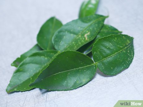 Detail Bentuk Daun Jeruk Nipis Nomer 31