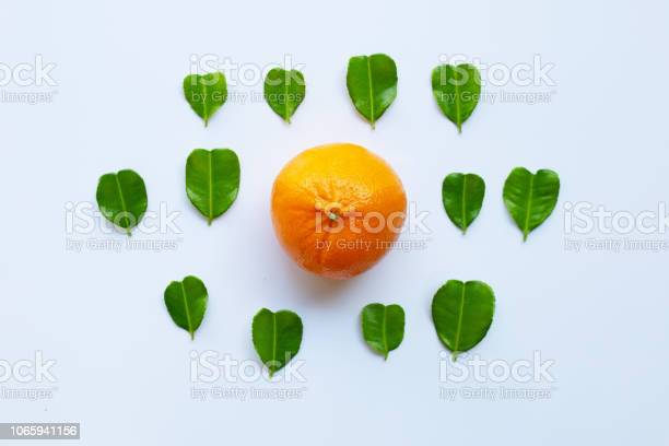 Detail Bentuk Daun Jeruk Nipis Nomer 33