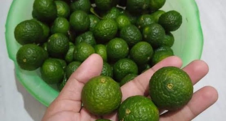 Detail Bentuk Daun Jeruk Nipis Nomer 35