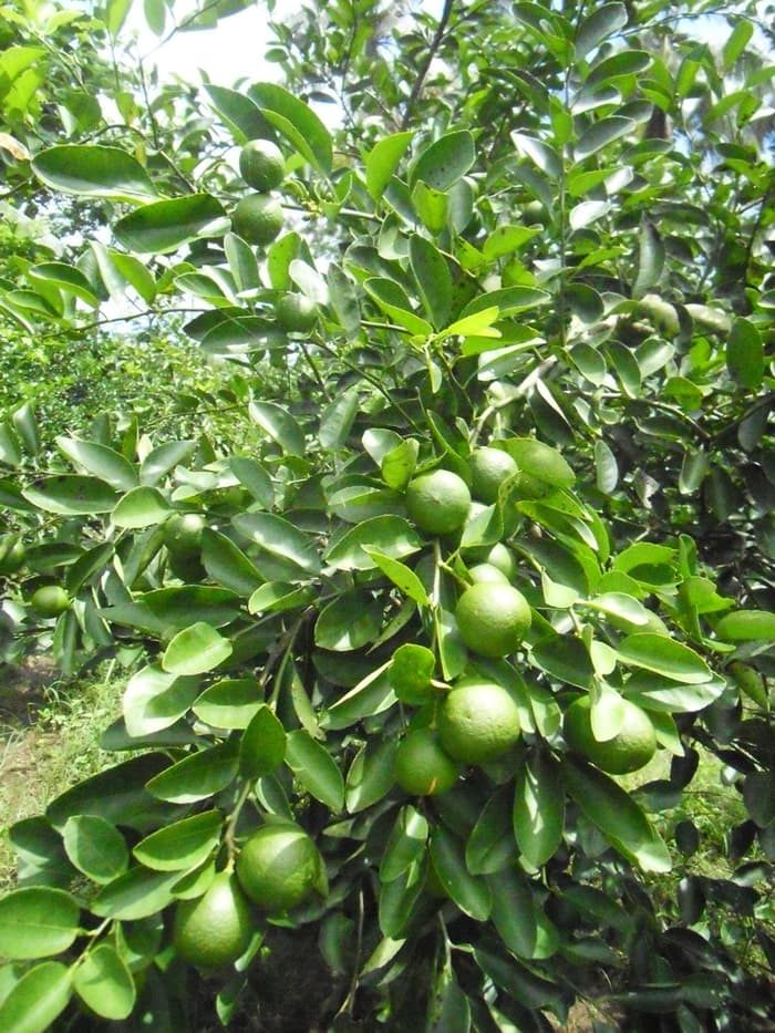 Detail Bentuk Daun Jeruk Nipis Nomer 36