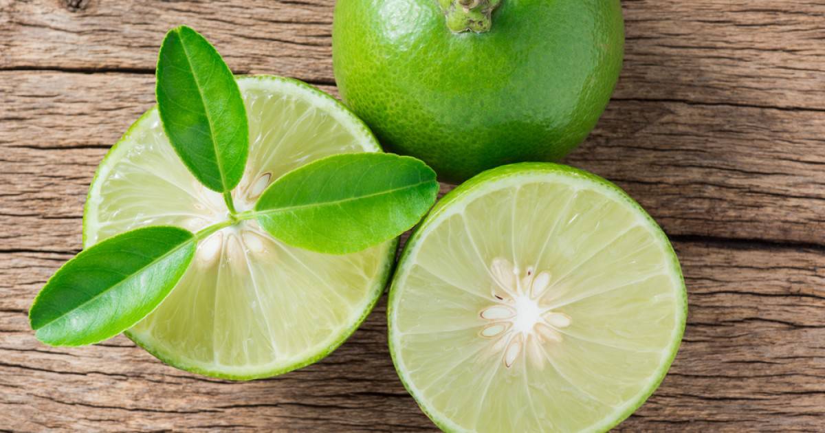Detail Bentuk Daun Jeruk Nipis Nomer 37