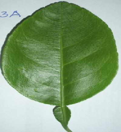 Detail Bentuk Daun Jeruk Nipis Nomer 40