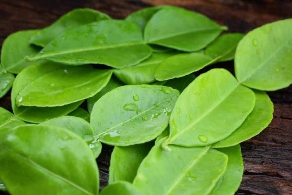 Detail Bentuk Daun Jeruk Nipis Nomer 41
