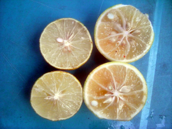 Detail Bentuk Daun Jeruk Nipis Nomer 43