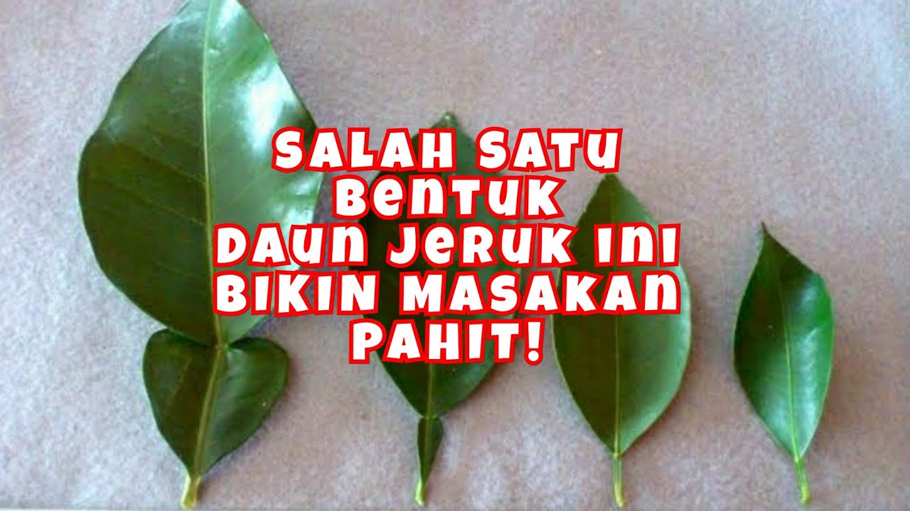 Detail Bentuk Daun Jeruk Nipis Nomer 45