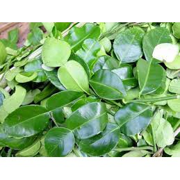 Detail Bentuk Daun Jeruk Nipis Nomer 5