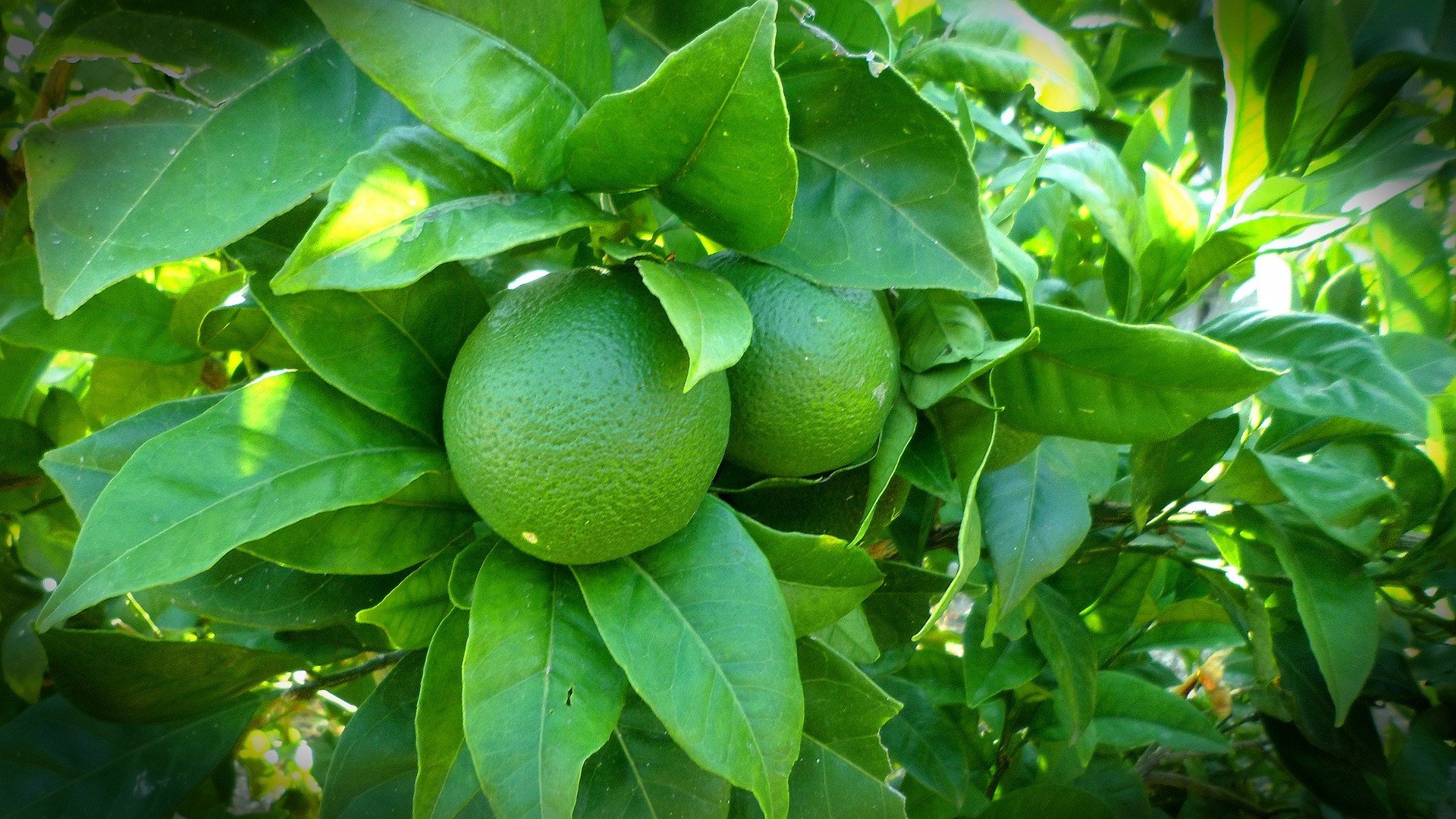 Detail Bentuk Daun Jeruk Nipis Nomer 46