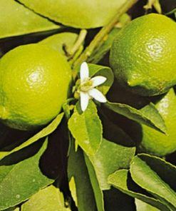 Detail Bentuk Daun Jeruk Nipis Nomer 48