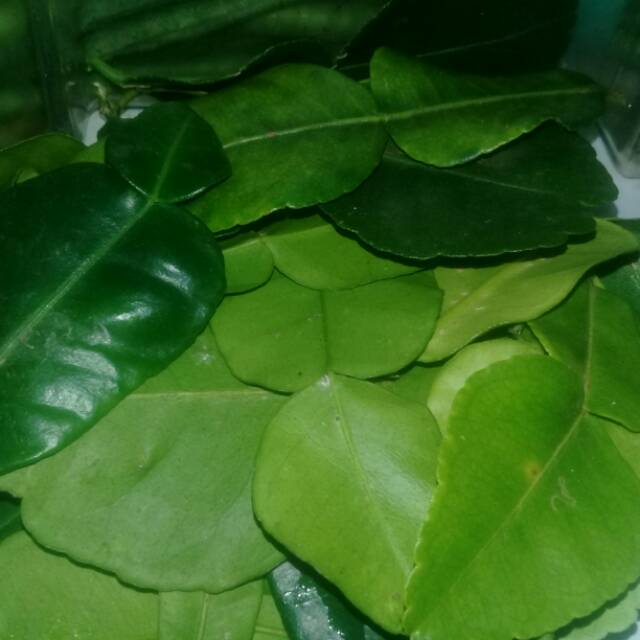 Detail Bentuk Daun Jeruk Nipis Nomer 49