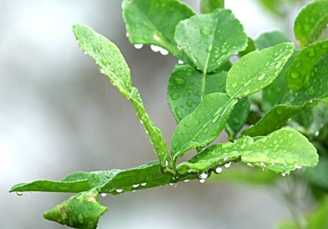 Detail Bentuk Daun Jeruk Nipis Nomer 50