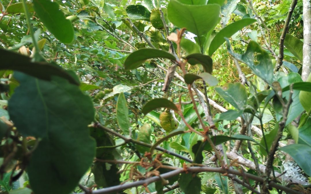 Detail Bentuk Daun Jeruk Nipis Nomer 51
