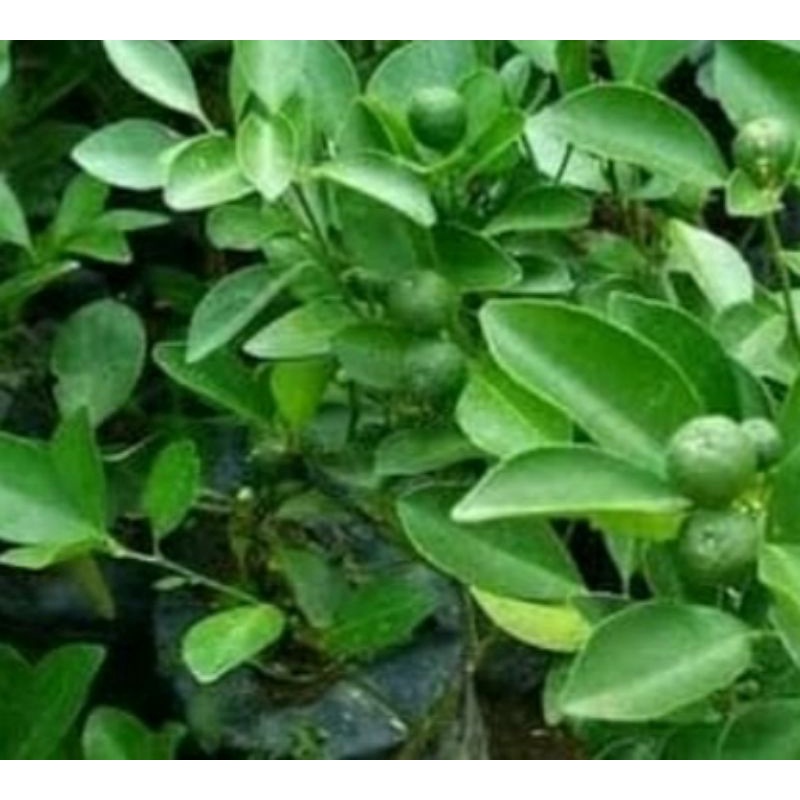 Detail Bentuk Daun Jeruk Nipis Nomer 53