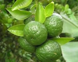 Detail Bentuk Daun Jeruk Nipis Nomer 54