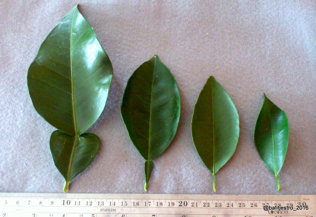 Detail Bentuk Daun Jeruk Nipis Nomer 6