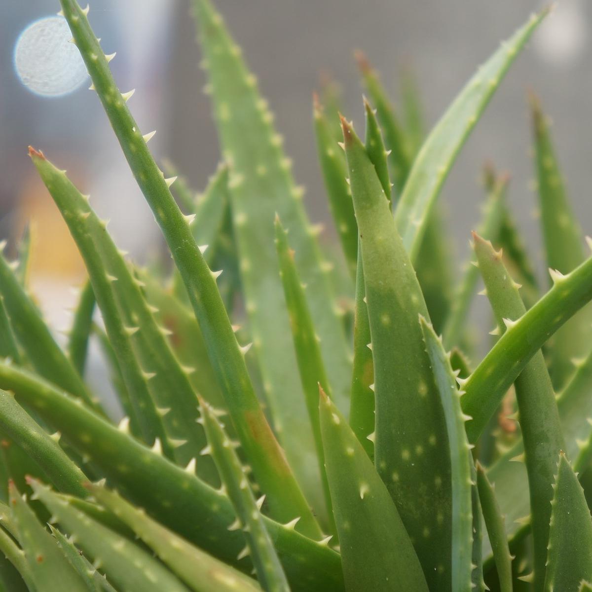 Bentuk Daun Lidah Buaya - KibrisPDR