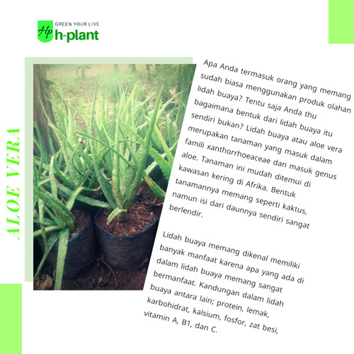 Detail Bentuk Daun Lidah Buaya Nomer 41