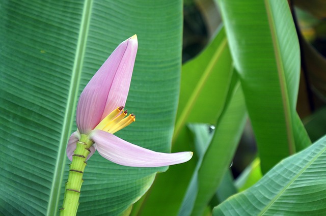 Detail Bentuk Daun Pisang Nomer 27