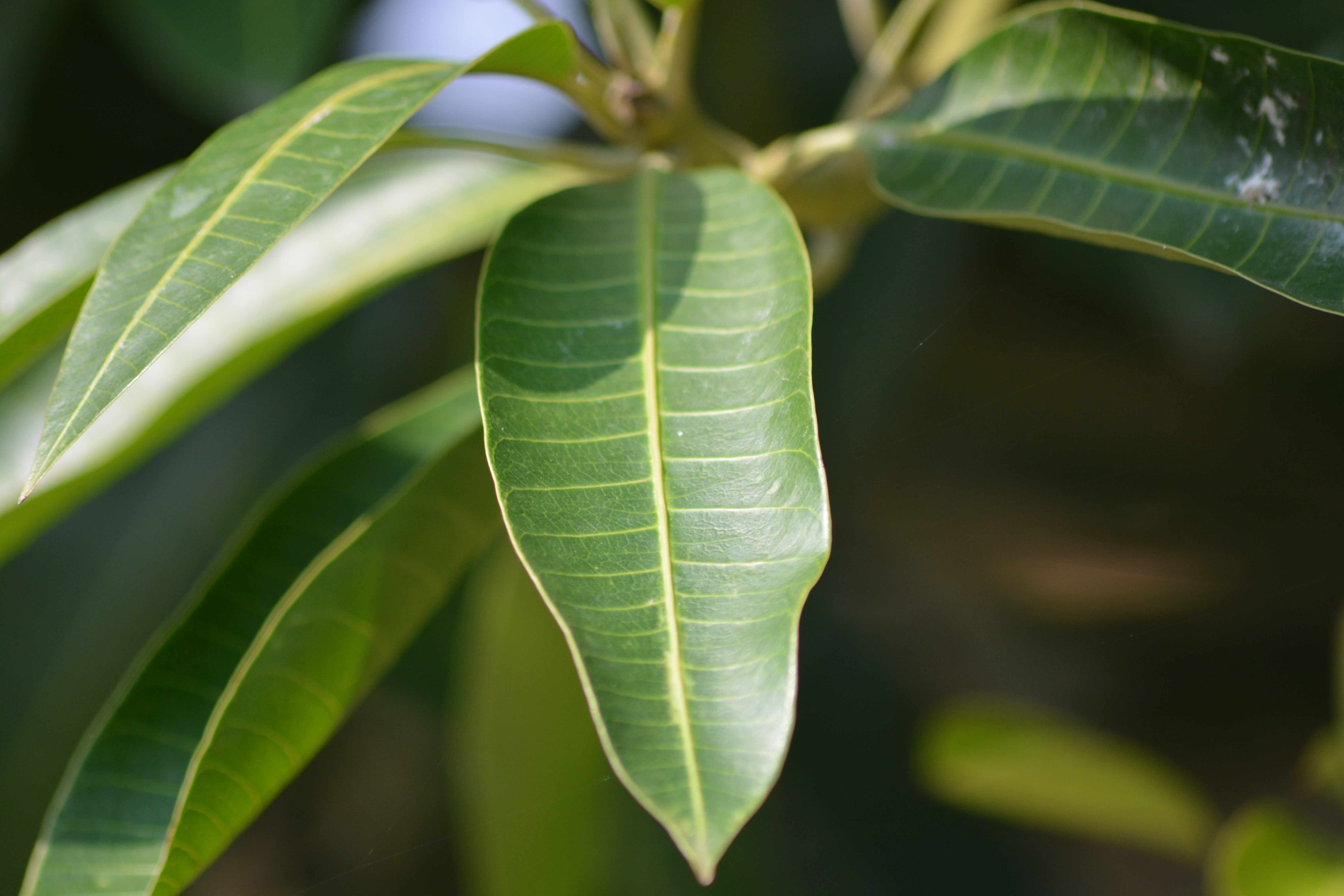 Detail Bentuk Daun Pohon Mangga Nomer 18