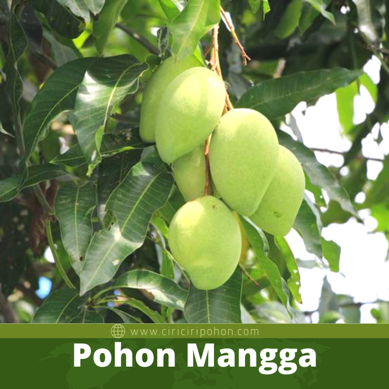 Detail Bentuk Daun Pohon Mangga Nomer 32