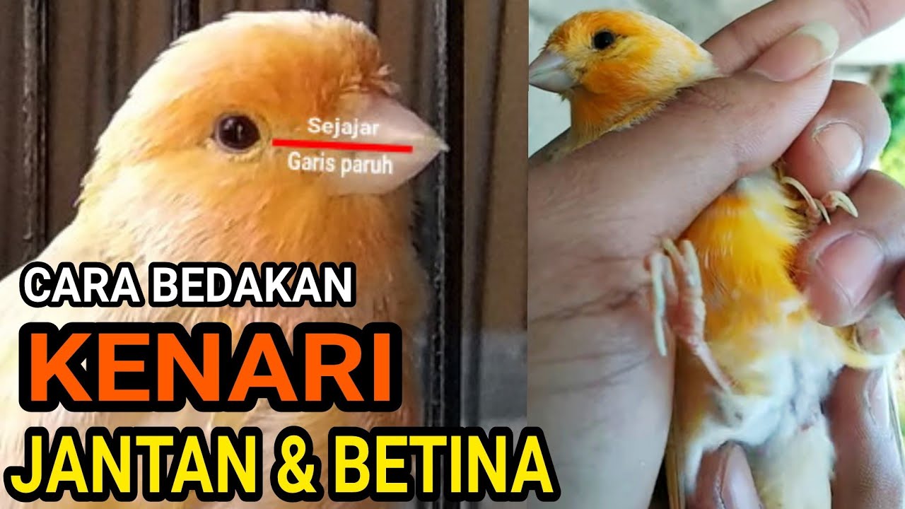 Detail Bentuk Ekor Kenari Jantan Dan Betina Nomer 17