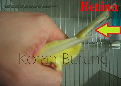 Detail Bentuk Ekor Kenari Jantan Dan Betina Nomer 27