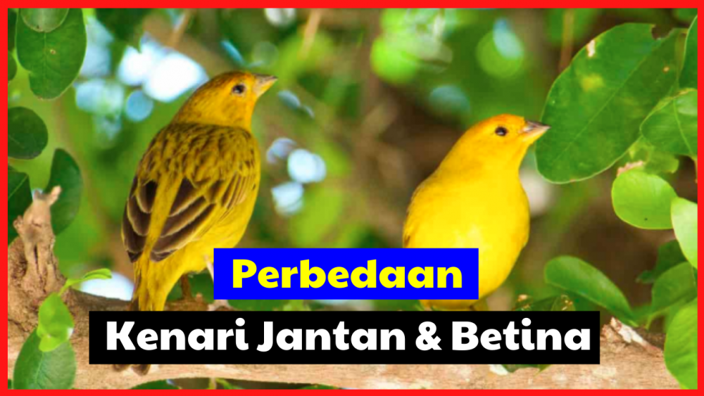 Detail Bentuk Ekor Kenari Jantan Dan Betina Nomer 32