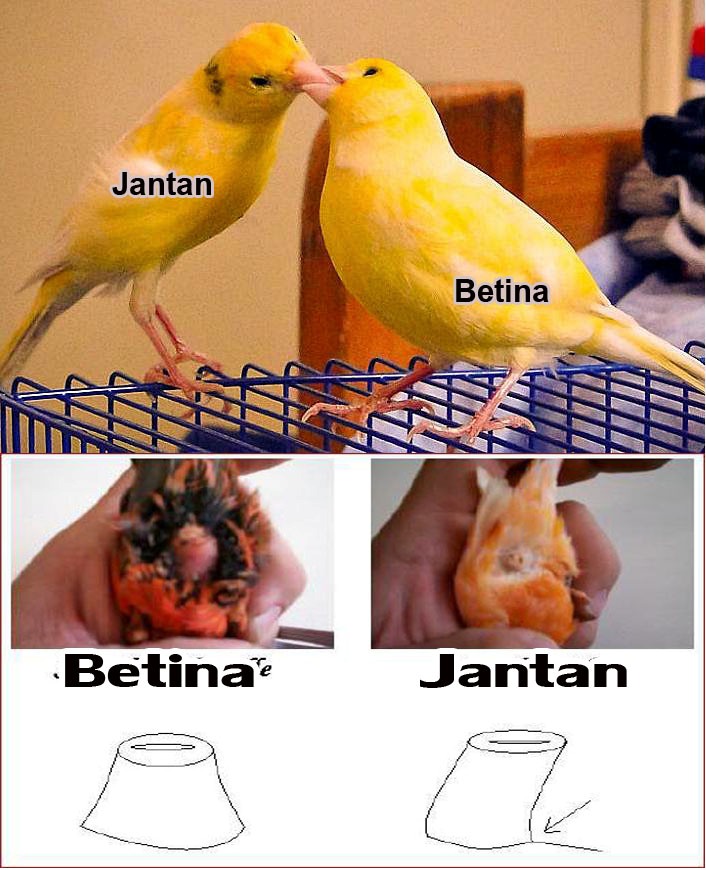 Detail Bentuk Ekor Kenari Jantan Dan Betina Nomer 33