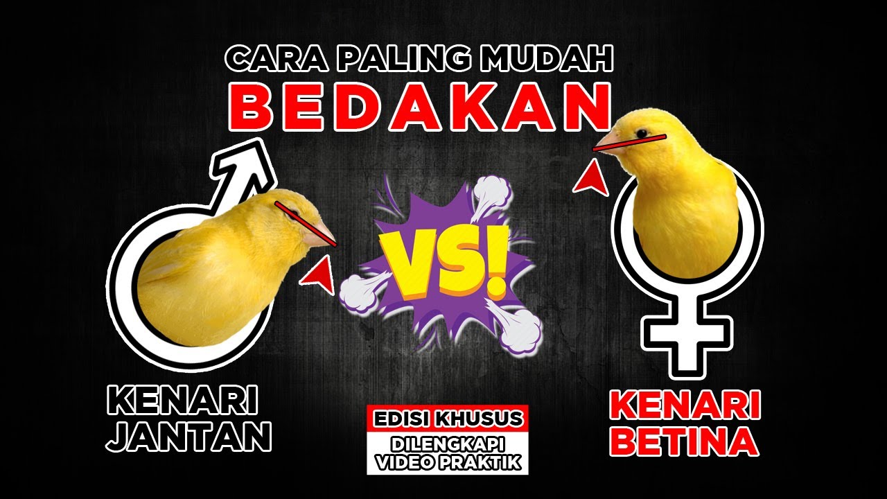 Detail Bentuk Ekor Kenari Jantan Dan Betina Nomer 38