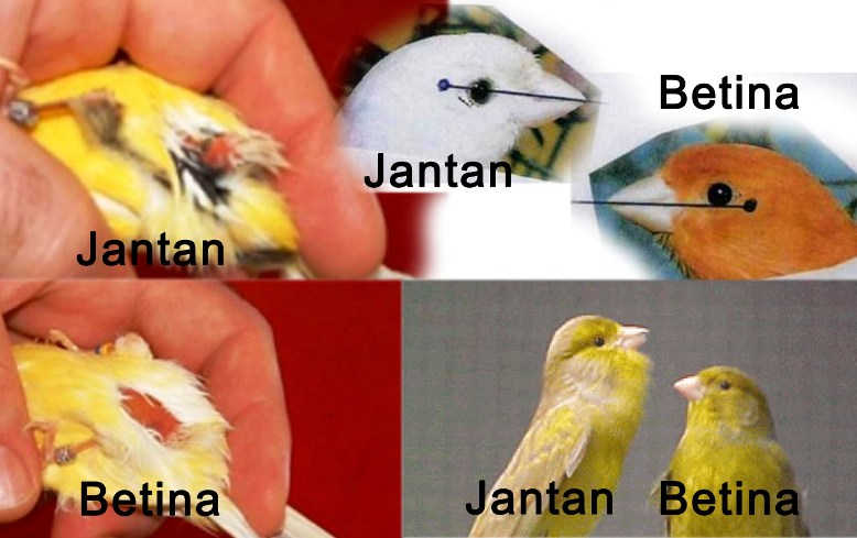 Detail Bentuk Ekor Kenari Jantan Dan Betina Nomer 5